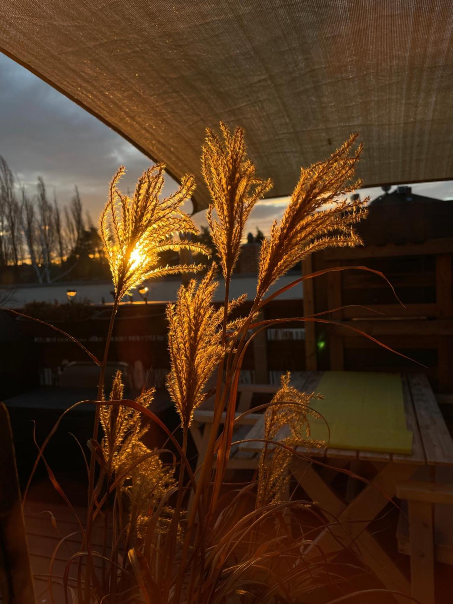Bambus, Jungle, Dachterrasse & Bequem Bis Zentrum Radebeul Extérieur photo